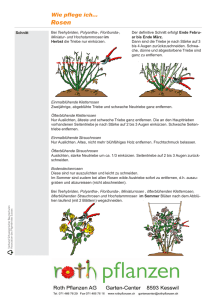 Rosen - Roth Pflanzen