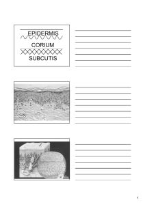 EPIDERMIS CORIUM SUBCUTIS