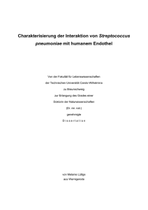 Charakterisierung der Interaktion von Streptococcus