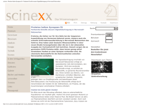scinexx | Proteine halten Synapsen fit: Verkannte Eiweiße steuern