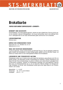 Brokatbarbe - Schweizer Tierschutz STS