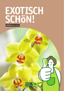 Orchideenpracht - leicht gemacht!