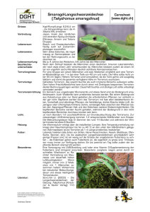 Takydromus smaragdinus - SKN