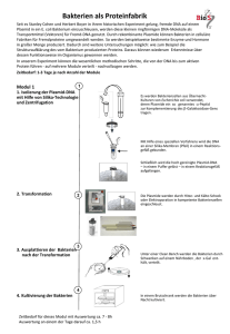 Charakterisierung von Bakterien