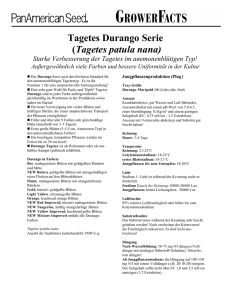 Marigold Durango French Dwarf Anemone - Deutsch