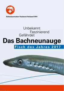 Das Bachneunauge - Schweizerischer Fischerei