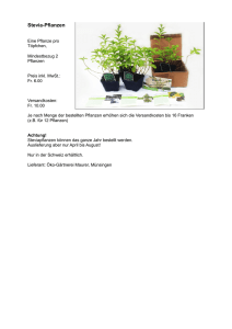 Stevia-Pflanzen - Pro Stevia Schweiz