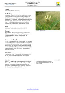 Astragalus cicer L. Kicher-Tragant