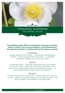 Christrose, Schneerose - helleborusplus.ch : DE