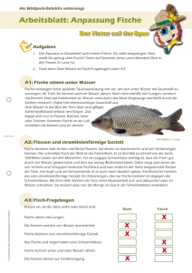 Arbeitsblatt: Anpassung Fische