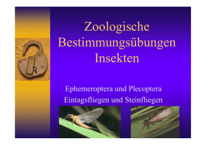 Zoologische Bestimmungsübungen Insekten