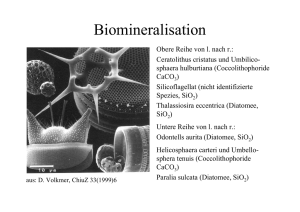 4 Biomineralisation