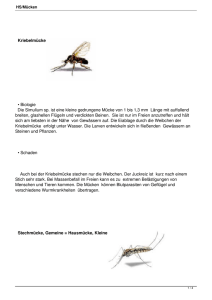 Kriebelmücke • Biologie Die Simulium sp. ist eine kleine