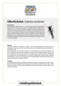 Silberfischchen (Lepisma saccharina)