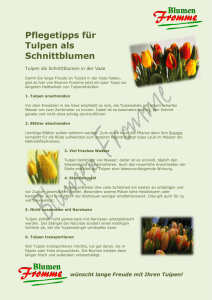 Tulpen - Blumen Fromme