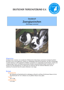 Zwergkaninchen - Deutscher Tierschutzbund