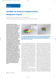 EUCOMM: The European Conditional Mouse Mutagenesis Program