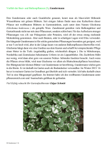 Vielfalt der Beet- und Balkonpflanzen (5), Gundermann Den