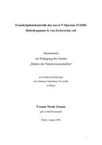 Transkriptionskontrolle des nuoA-N Operons (NADH