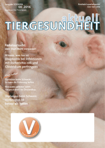 Schwein 4 - 2016 - Tierarzt Owschlag