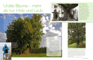 Uralte Bäume – mehr als nur Holz und Laub