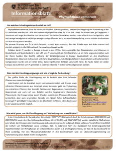 Infoblatt Phytophthora ramorum Februar 2017