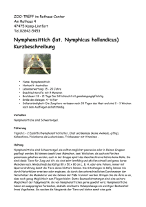 Nymphensittich (lat. Nymphicus hollandicus) - ZOO