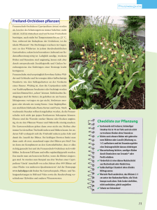 Freiland-Orchideen pflanzen Checkliste zur Pflanzung