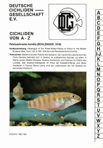 VON A. ZA - Deutsche Cichliden | Gesellschaft eV