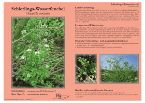 Schierlings-Wasserfenchel – Oenanthe conioides