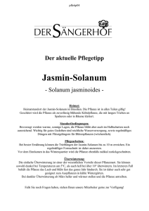 Jasmin-Solanum - Der Saengerhof