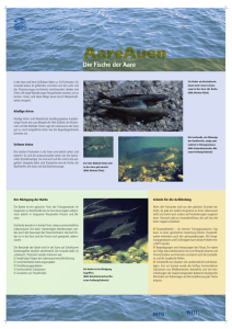 AareAuen: Die Fische der Aare