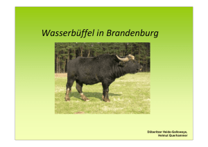 Wasserbüffel in Brandenburg