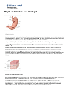 Magen: Wandaufbau und Histologie