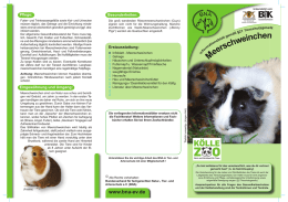 Steckbrief Meerschweinchen