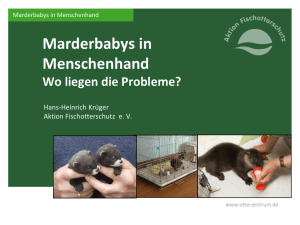 Marderbabys in Menschenhand – Wo liegen die Probleme