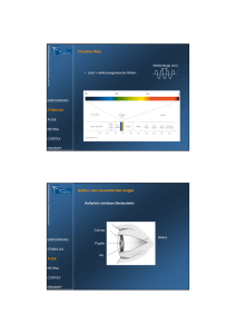 Visueller Reiz Aufbau des menschlichen Auges