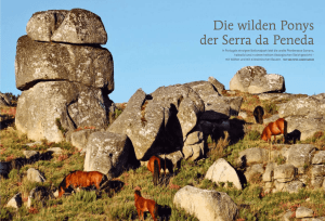 Magazin Natur 2013: Die Wildpferde ( Garranos)