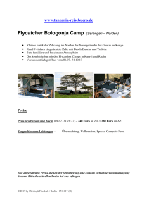 Flycatcher Bologonja Camp (Serengeti – Norden)