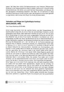 Verhalten und Pllege von Cyphotilapia frontosa