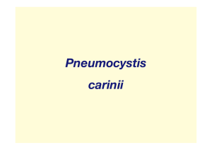 14_Pneumocystis_carinii