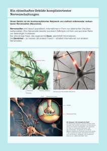 Nervenzellen - SimplyScience