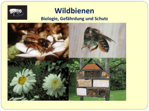 Klasse 5-7 - Wildbienen