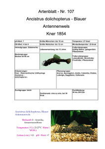Ancistrus dolichopterus, Blauer Antennenwels
