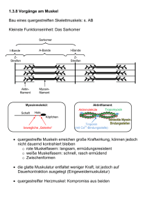 1.3.8 Vorgänge am Muskel Bau eines quergestreiften Skelettmuskels