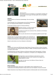 Seeadler PDF OLIs Tierlexikon