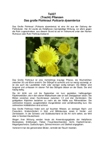 Teil27 (Tracht) Pflanzen Das große Flohkraut Pulicaria dysenterica