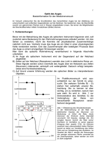 Optik_des_Auges