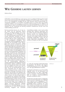 Wie Gehirne laufen lernen - IBIO - Otto-von-Guericke