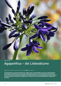 Agapanthus – die Liebesblume